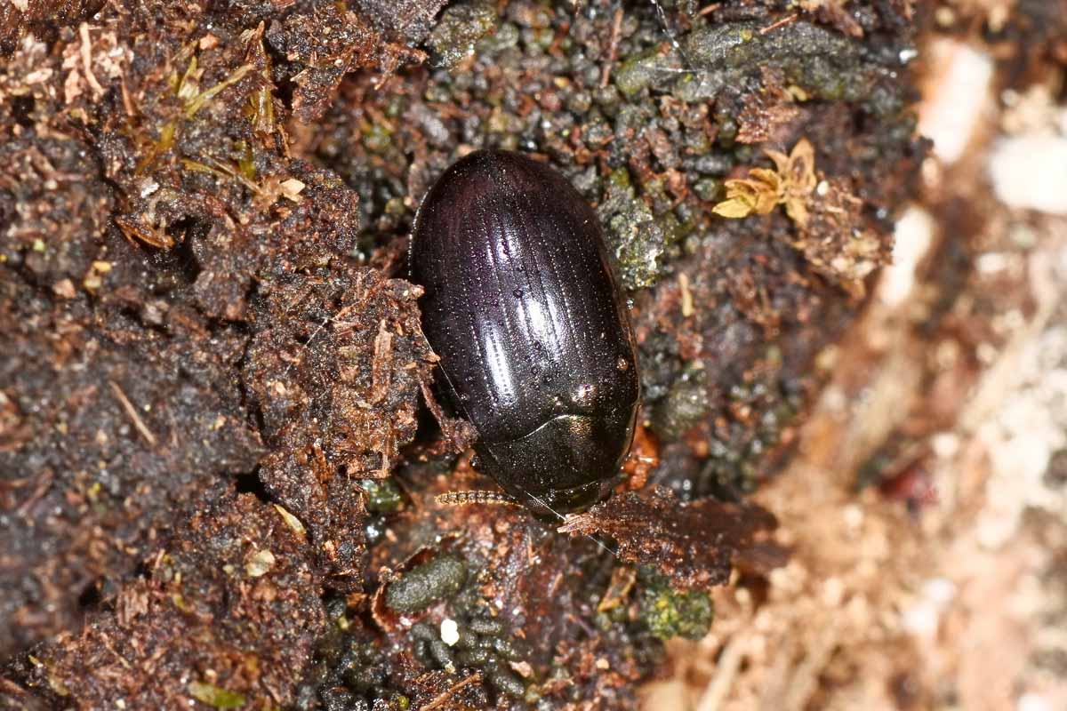 Tenebrionidae: Platydema violacea? S